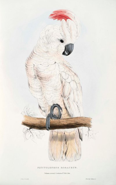 Salmon-crested Cockatoo by Edward Lear